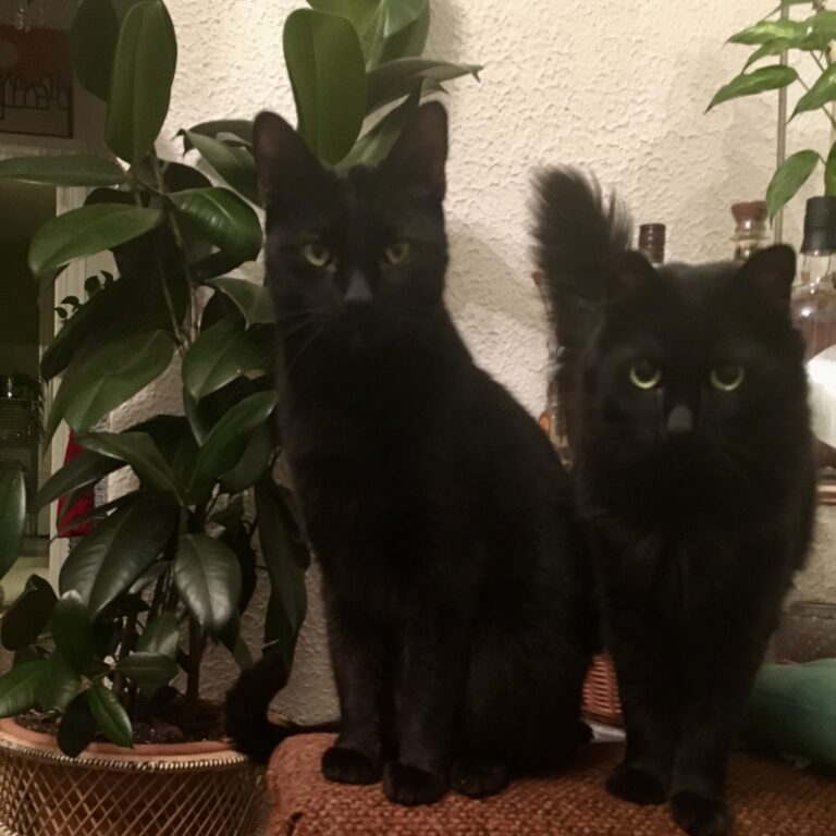 Amanda's cats Moe and George in 2018 in Portland, OR.